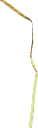 Case's Ribbon