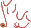 Jenny's Ribbon